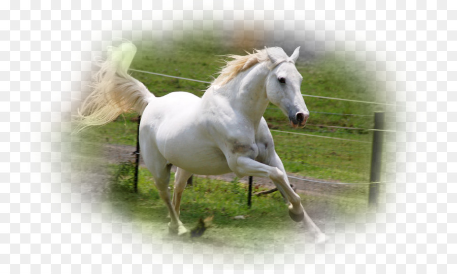 Cavallo arabo American Quarter Horse Galoppo e galoppo Stallone Allevamento - altri