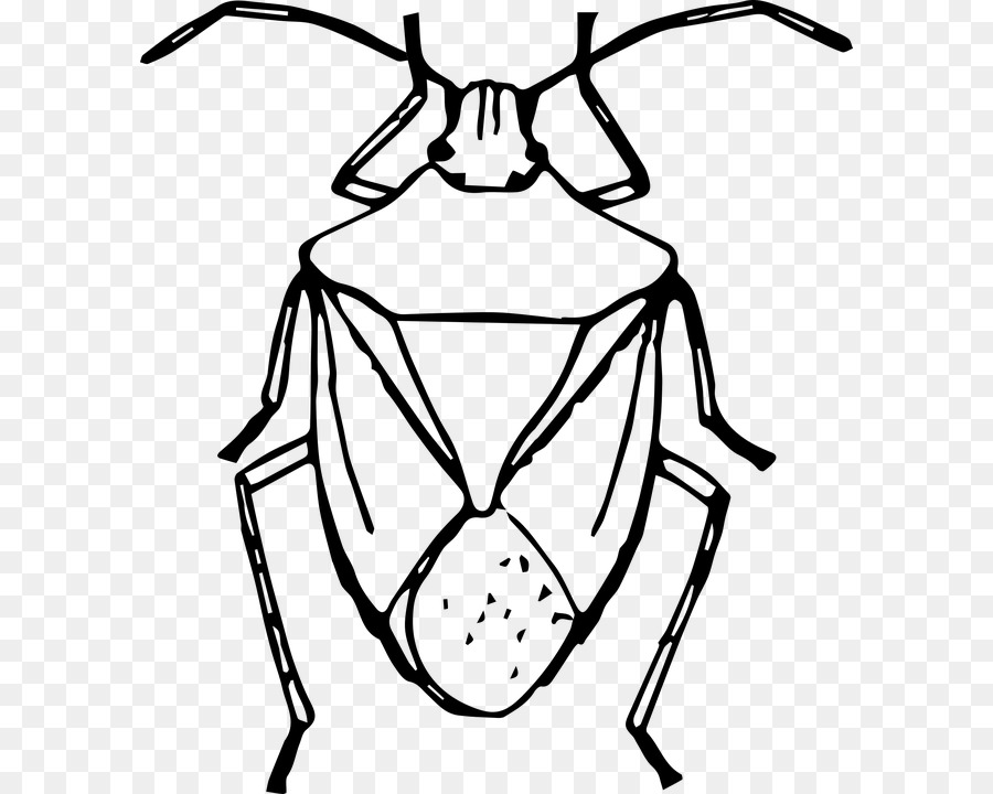 Käfer Braun marmorated stink bug Zeichnung Clip art - Käfer