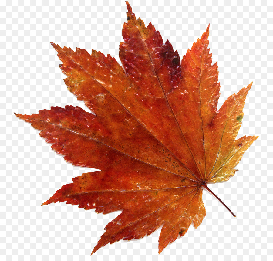 Maple leaf Fotografie, Japanischer Ahorn - Blatt