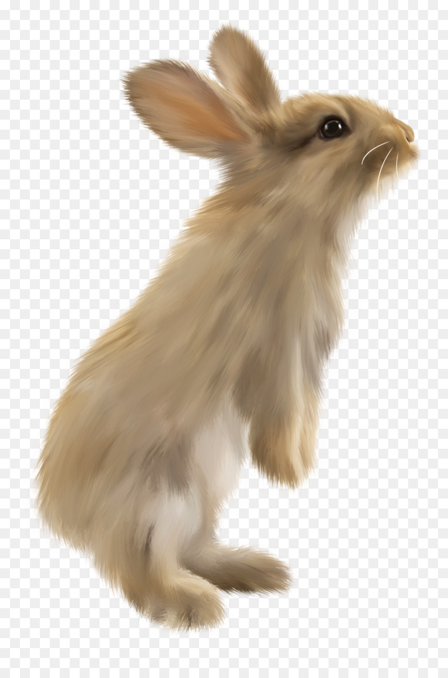 Thỏ trong nước Hare lưu trữ rồng thỏ thỏ núi Lửa - thỏ