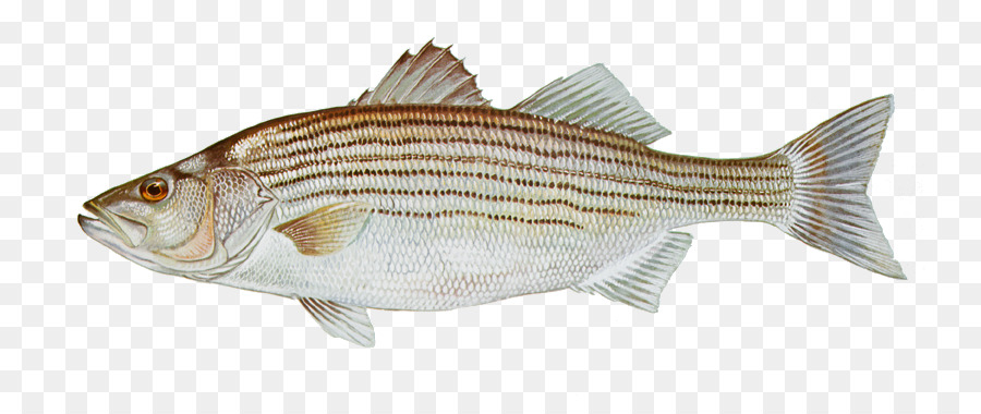 striped bass pesca - pesca