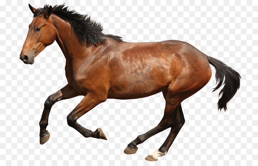 Fotografia Stock Budyonny cavallo Puledro Galoppo e galoppo Equestre - altri