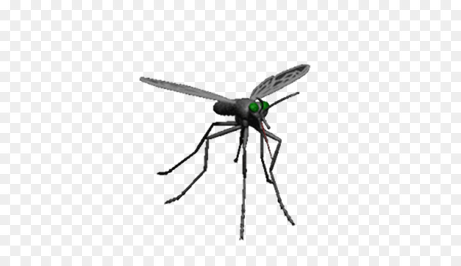 Mosquito Fly