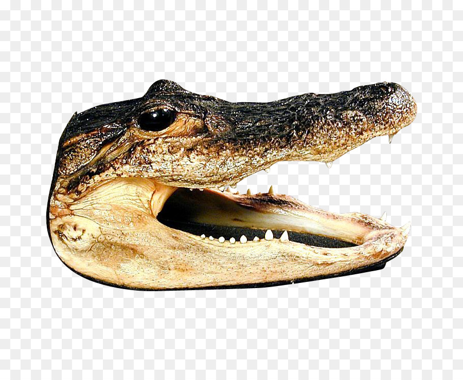 American alligator-NiL-Krokodil Crocodile farm Taxidermy - Krokodil