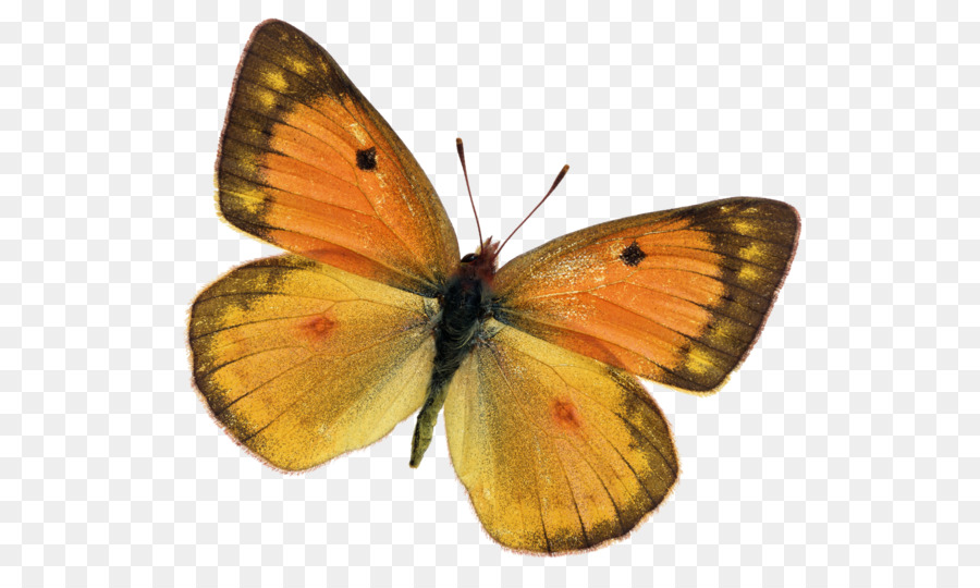Farfalla monarca Lycaenidae Falena Pieridae - farfalla
