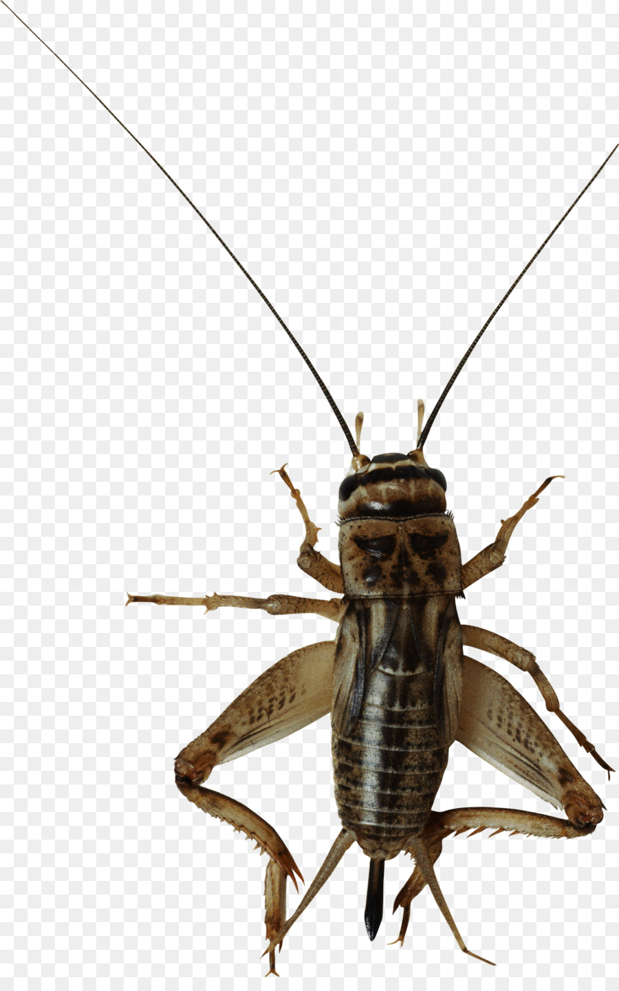 An Insekten clipart - Insekt