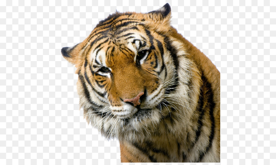 Katze französische Bulldogge Bengal tiger Weiß tiger Tiger Brüllen! - Katze