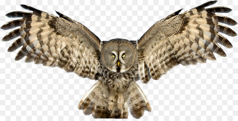 Great Grey Owl Great Horned Owl schneeeule - andere