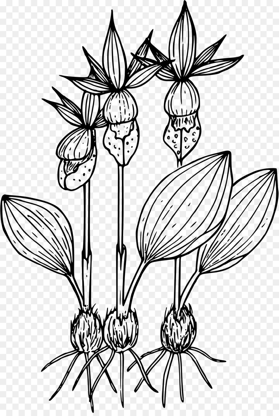 Zeichnung Calypso Blume - Blume