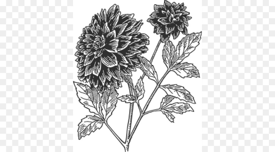 Dahlia thực vật Học nghệ thuật Clip Vẽ - những người khác