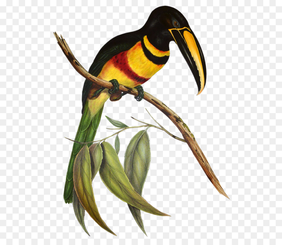 Một chuyên đề của Ramphastidae, hoặc gia đình của căng chim nhiệt Đới Kênh-hóa đơn cò Aracari - con chim