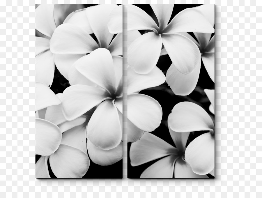 Stock fotografia in bianco e Nero Fiore - fiore
