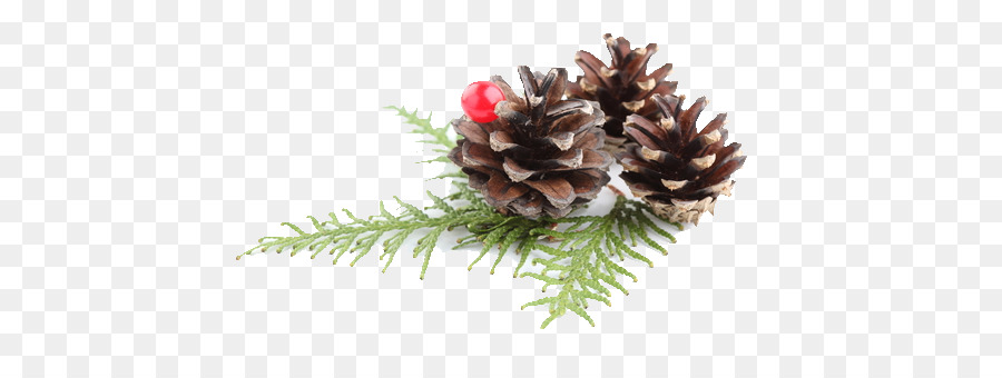 Pino Conifera cono ornamento di Natale Abete - natale