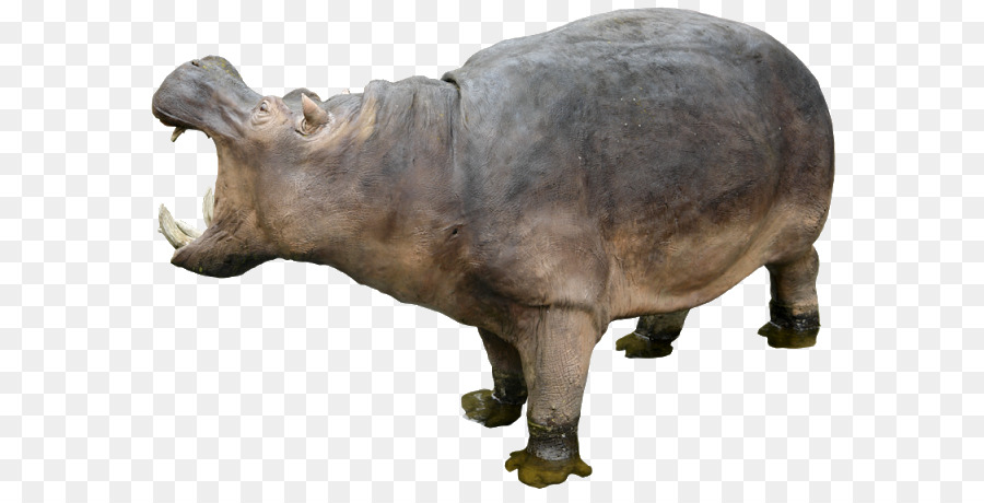 Hippopotamus Rhinoceros