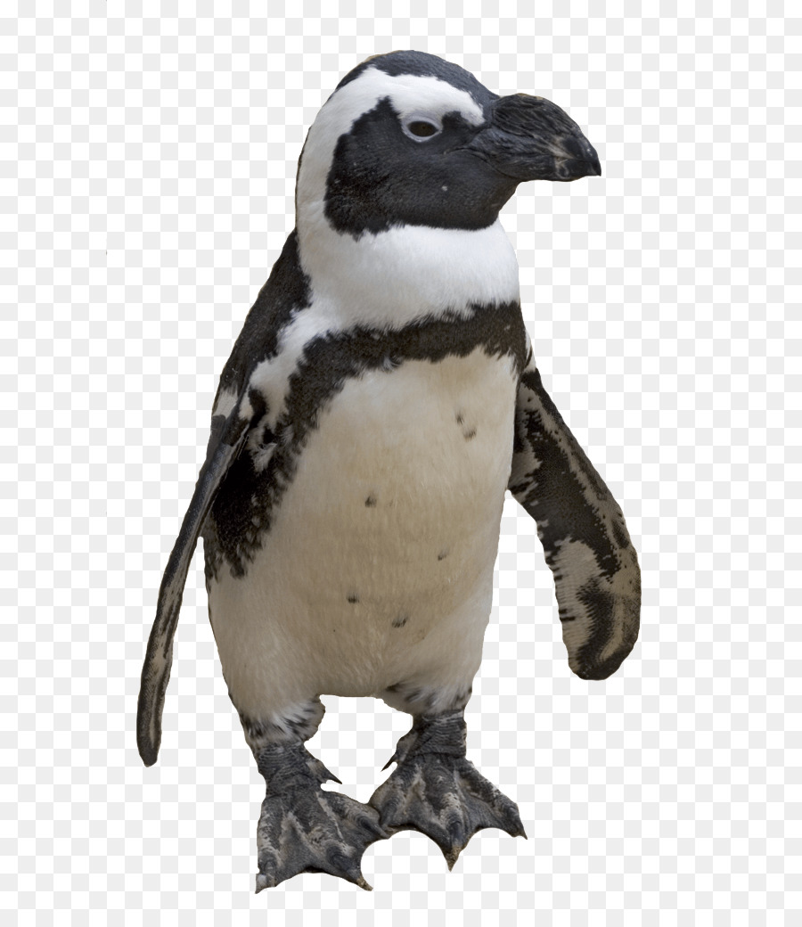Chim cánh cụt đóng Gói tái Bút Clip nghệ thuật - Chim cánh cụt
