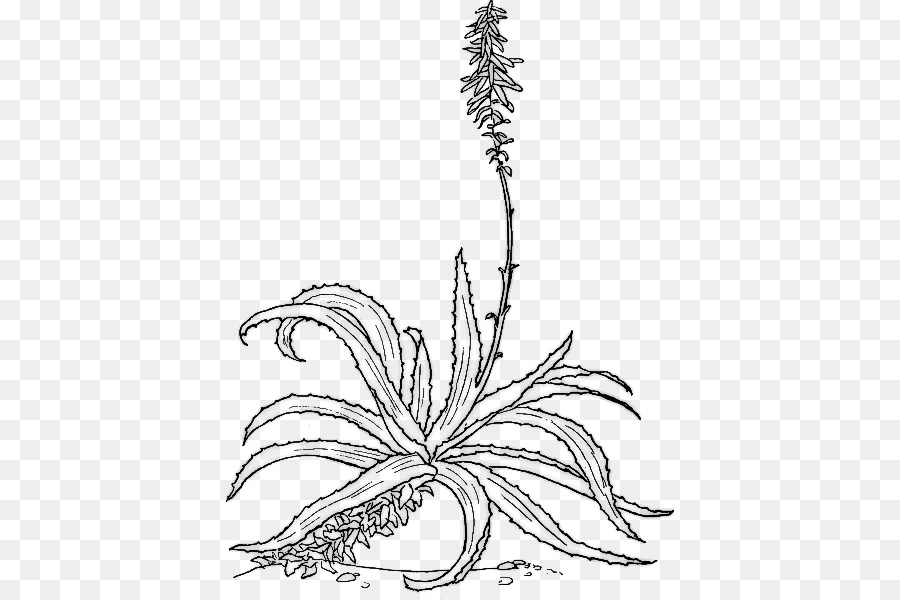 Aloe vera illustrazione Botanica Botanica Disegno della Pianta - impianto