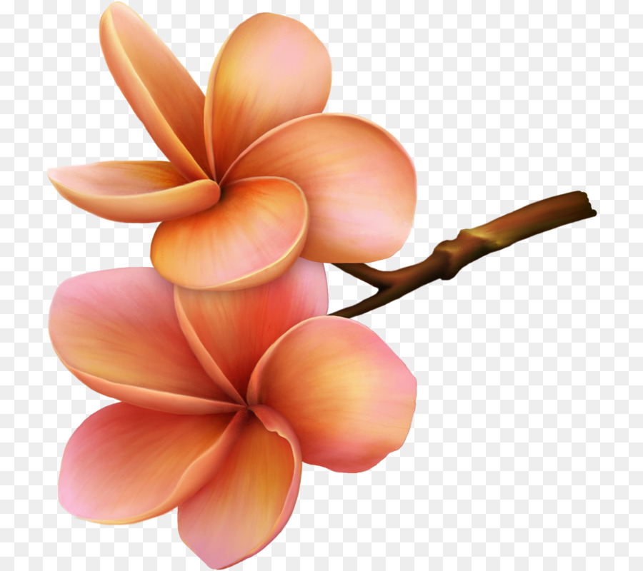 Blumen-Garten-Rosen-Papier Petal Clip art - Blume