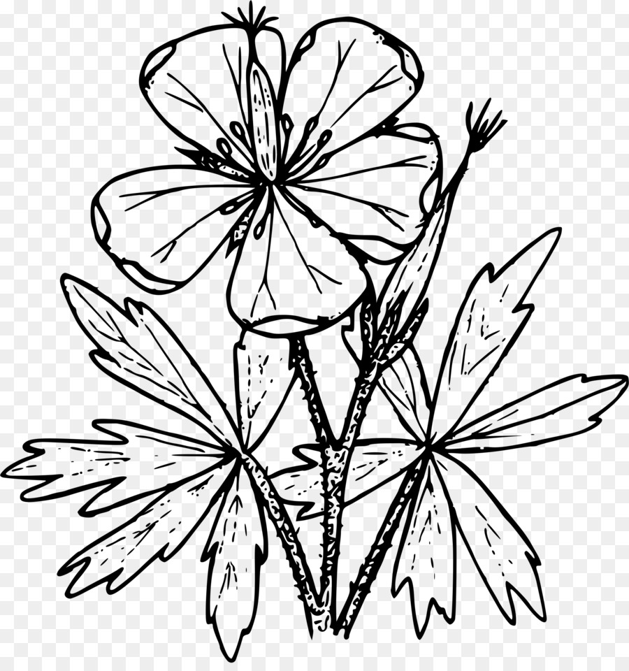 Geranium viscosissimum Zeichnung Geranium maculatum - Blume
