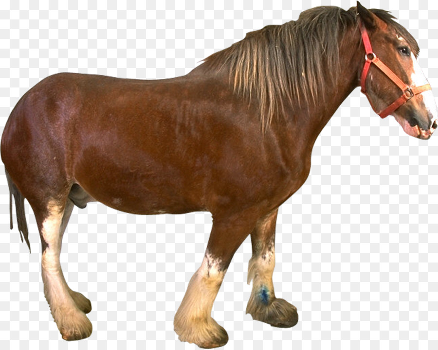 Mustang Sfogo Stallone - mustang