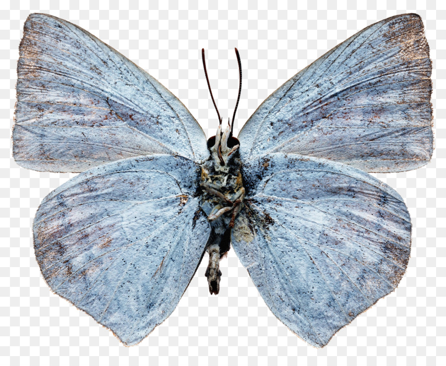 Lycaenidae Nymphalidae Schmetterling Pieridae Bombycidae - Schmetterling