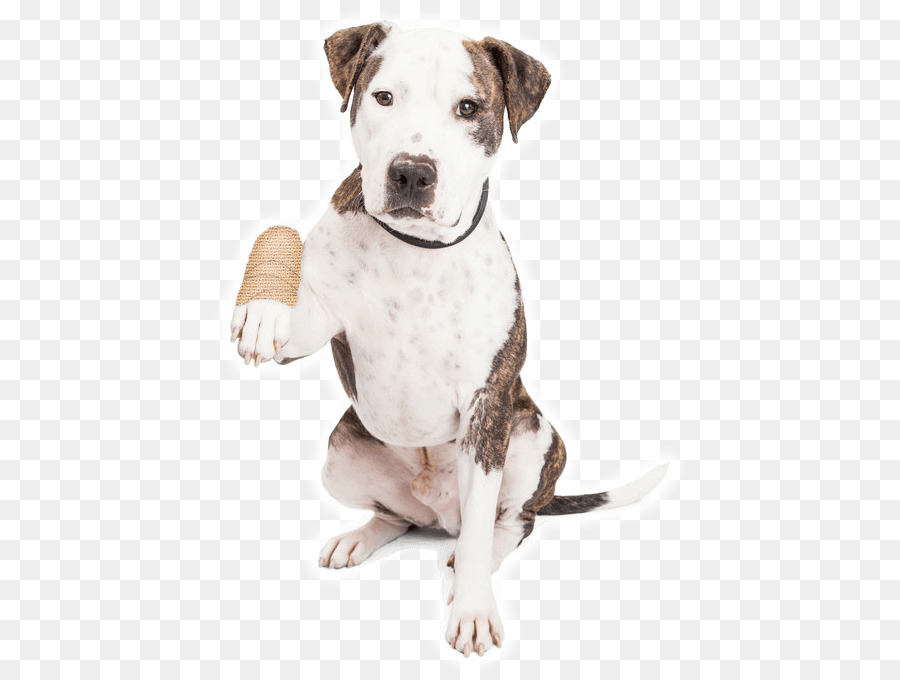 Hund Tierheim Tier-Rettungs-Gruppe-Pet-Annahme - Hund