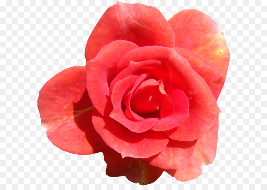 Giardino di rose Centifolia Flower rose Rosa - fiore