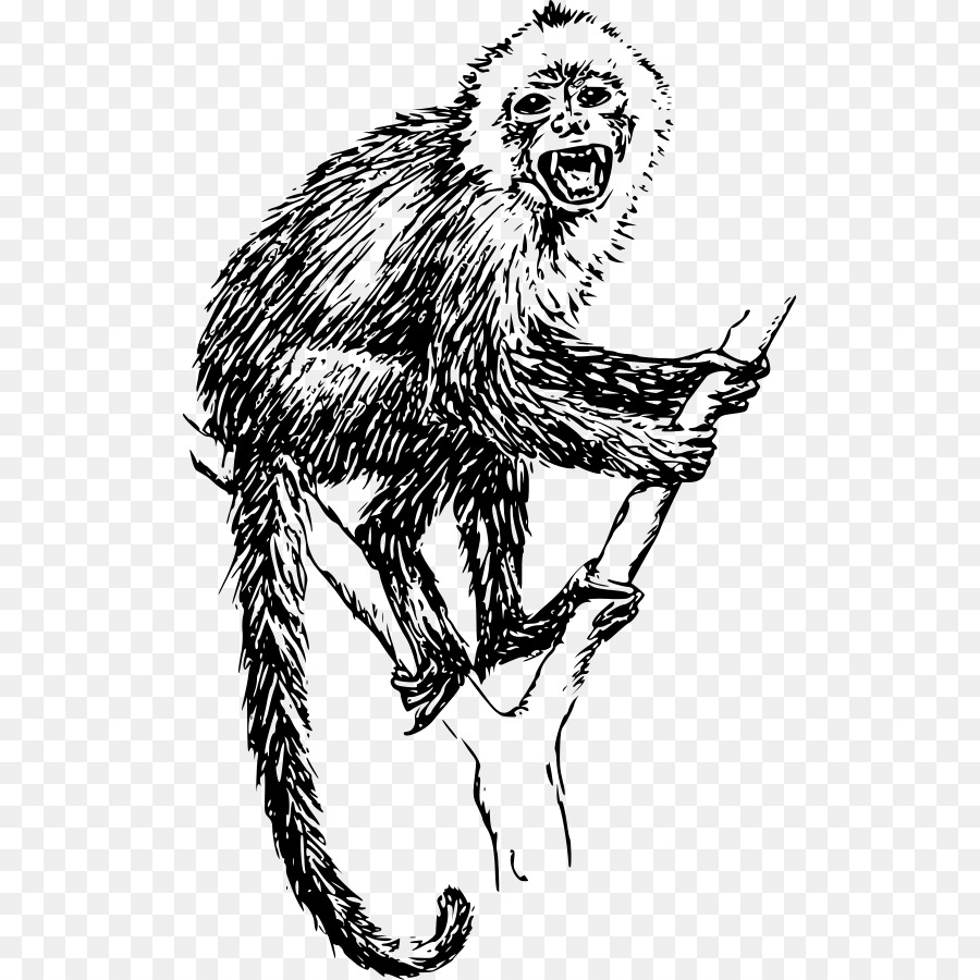 Đầu trắng khỉ mũ mũ Vẽ Khỉ Clip nghệ thuật - khỉ