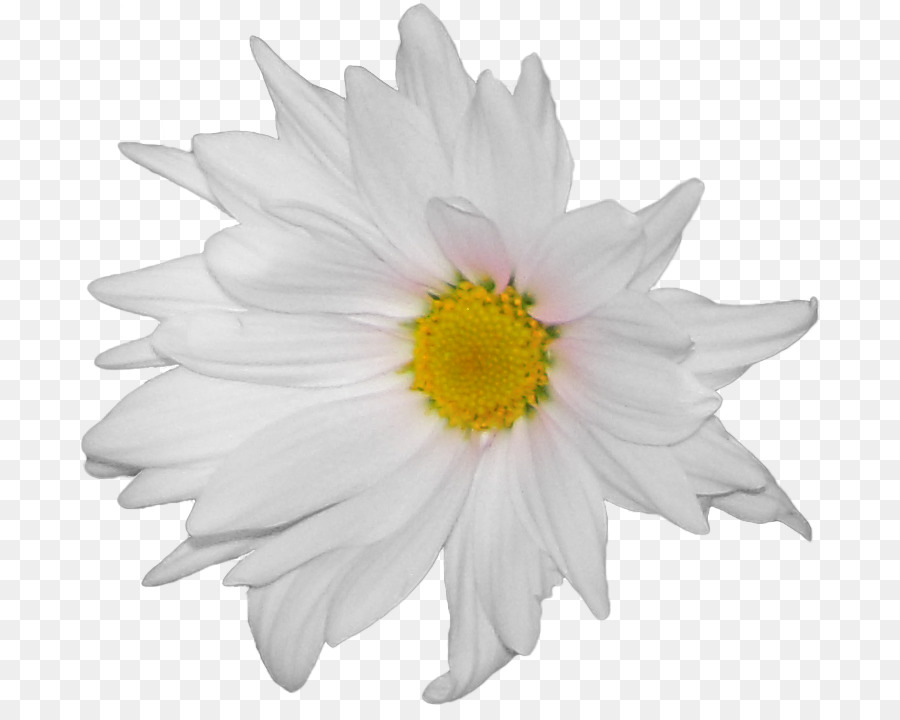 Gemeinsame daisy Blume, Deutsche Kamille - Blume