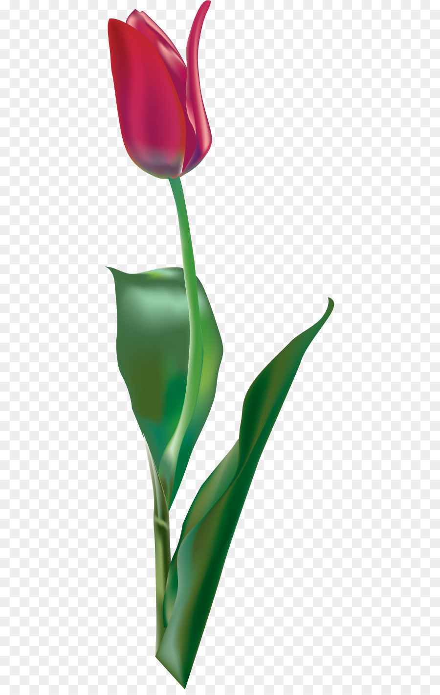 Tulpe, Rot, Lila - Tulip