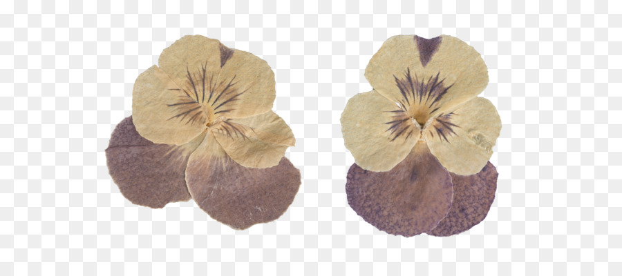 Premuto artigianale fiore Petalo di immagine Digitale - fiore