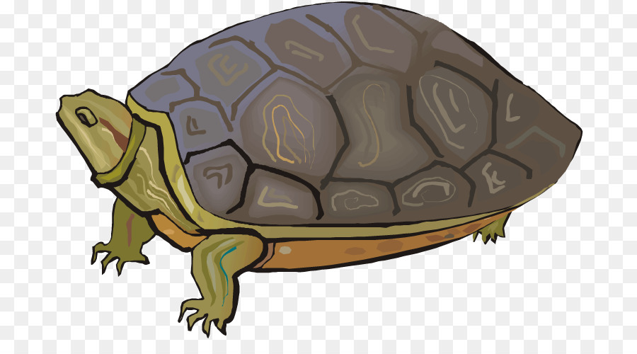 Terrapene, Tortoise, Turtle, Sea Turtle, Common Snapping Turtle, Terrapin, ...
