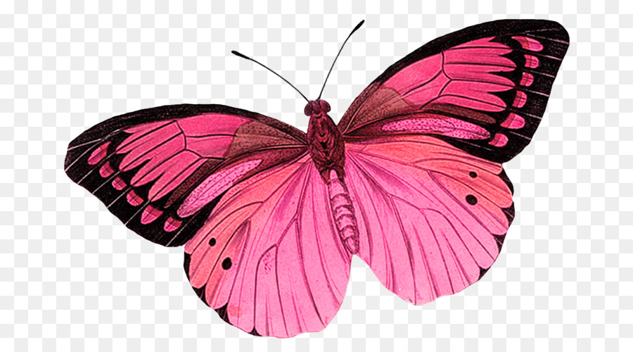 Farfalla, Insetto Free Clip art - farfalla