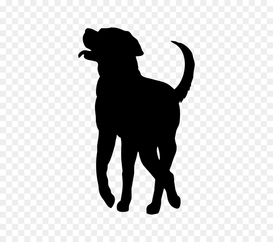 Labrador Retriever Welpe Hund der Rasse Kurzhaar-Collie-Rough Collie - Welpen