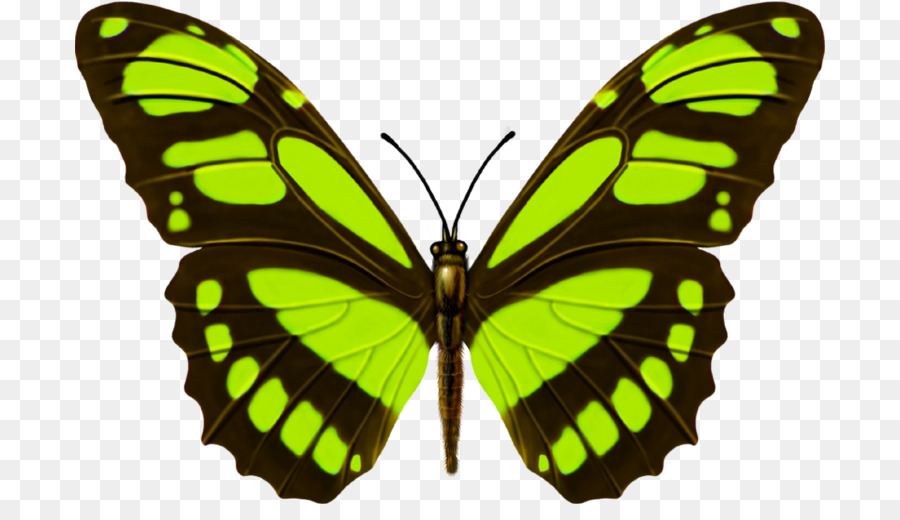 Farfalla monarca foresta Amazzonica Insetto - farfalla