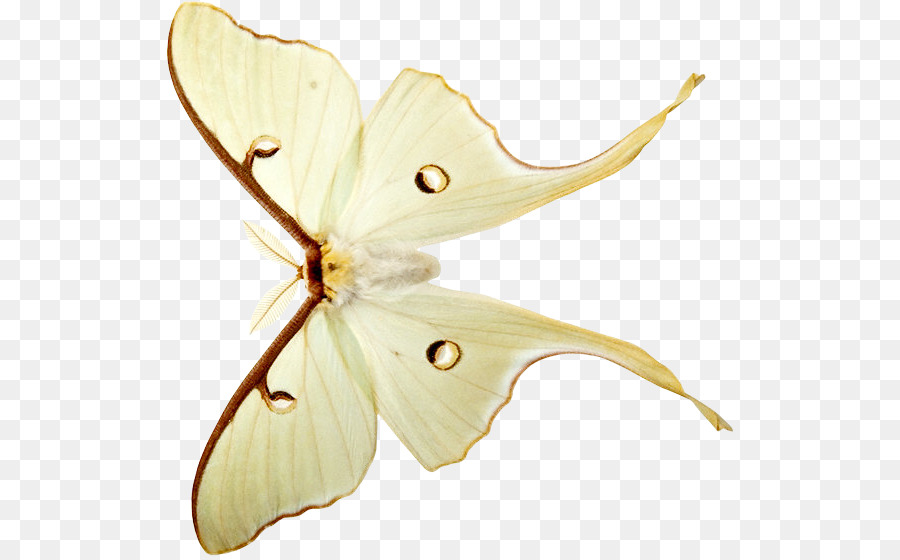 Bombycidae Schmetterlinge und Motten Blog-Clip-art - andere