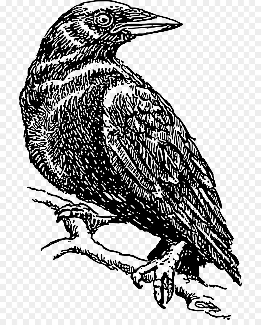 Corvo imperiale Cornacchia Clip art - corvo