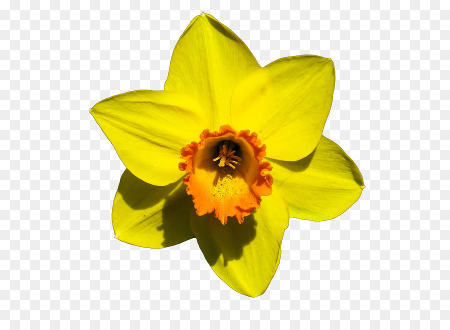 Narcissus pseudonarcissus Blume Lampe - Blume