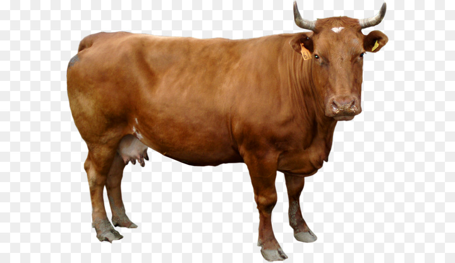 Holstein Friesian bestiame Guernsey bestiame bovino da Latte - altri