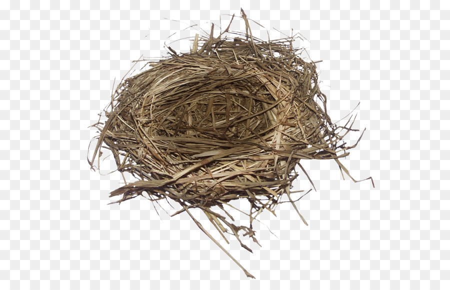 Bird nest Edible bird ' s nest - Vogel
