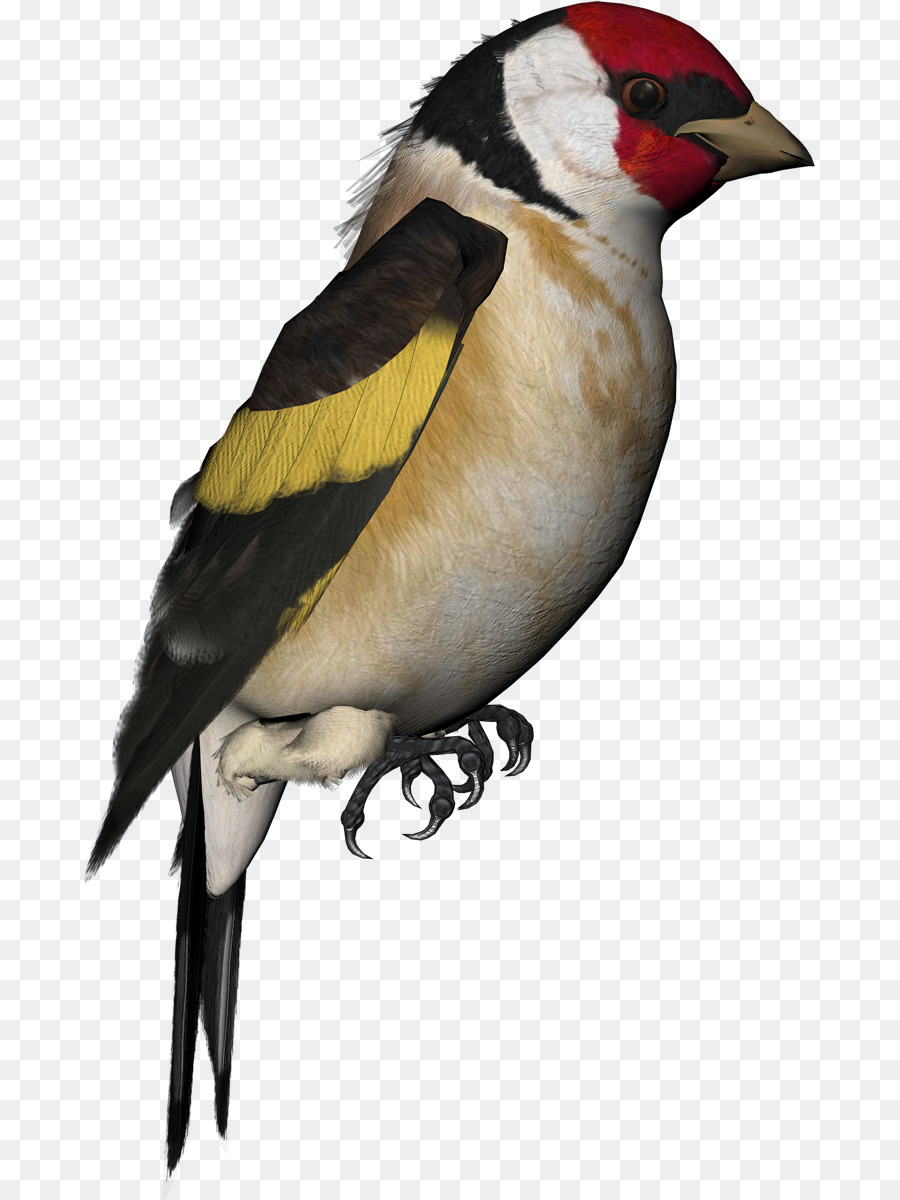 Finch Vogel-Atlantic Kanarienvogel Papagei Häuslichen Taube - Vogel