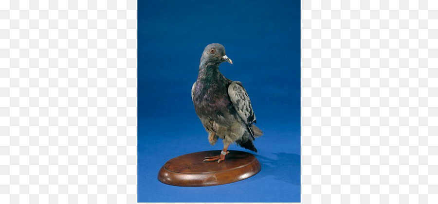 Homing Tauben-Columbidae Smithsonian Institution Cher Ami Ersten Weltkrieg - Vogel