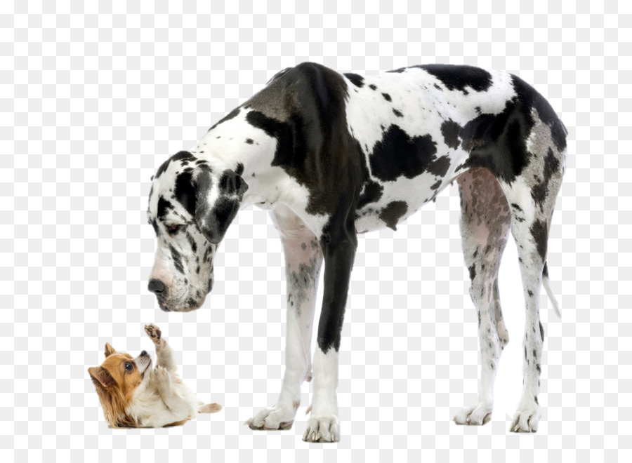 Cucciolo di Chihuahua di S. Bernardo, Alano cane di Razza pura - cucciolo