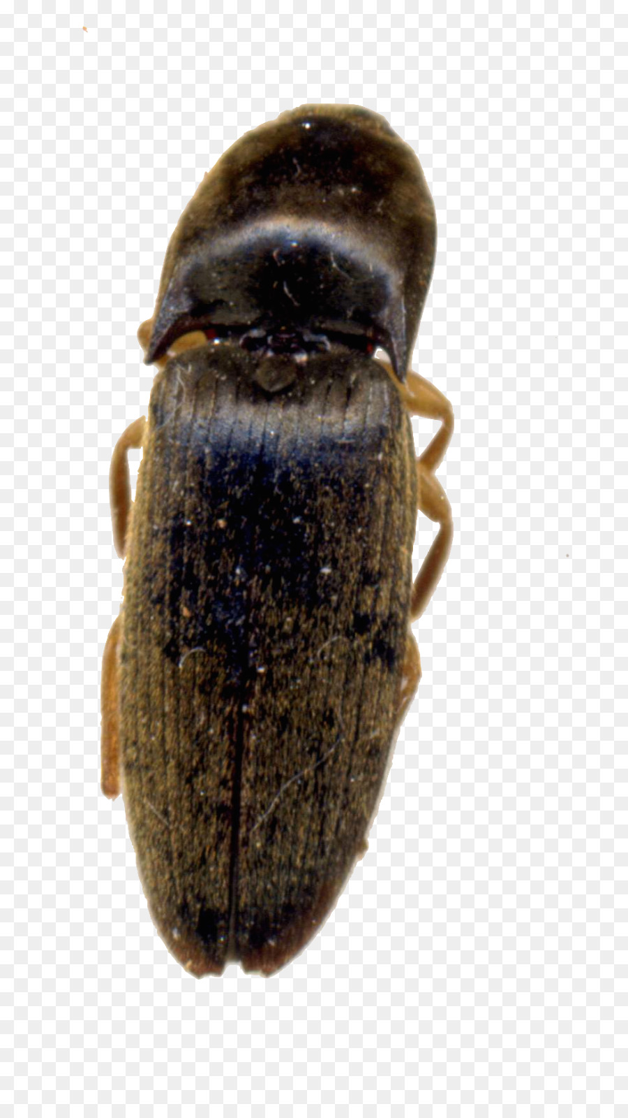 Käfer Skarabäus Terrestrischen tierischen Schädling - Biene