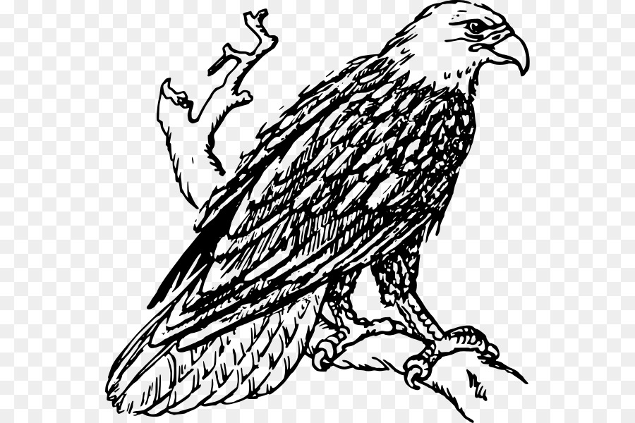 Bald Eagle in bianco e Nero, il falco pecchiaiolo Disegno Clip art - aquila