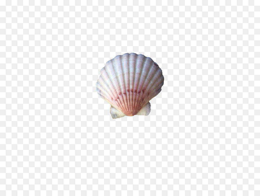 Seashell Conchology Clam Shell beach - conchiglia