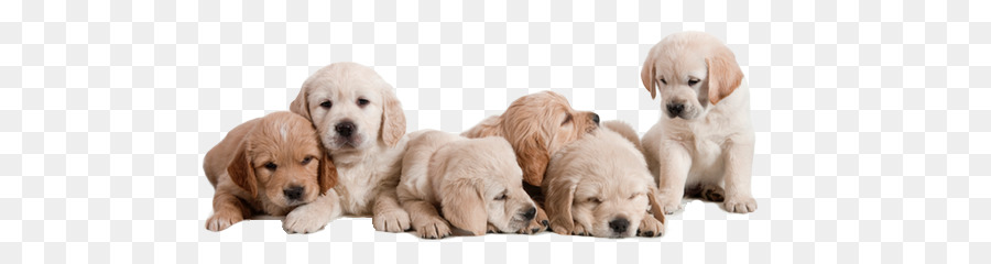 Puppy Basset Hound Golden Retriever, Labrador Retriever, Haustier - Welpen