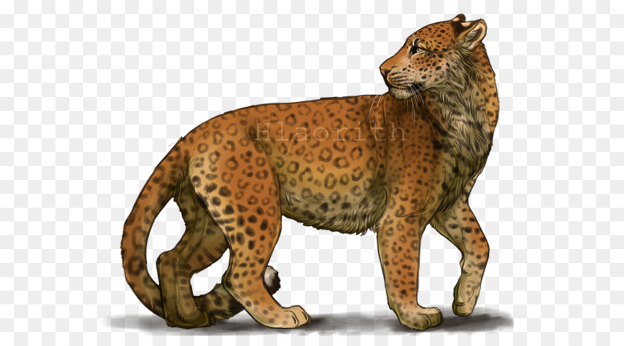 Báo Cheetah Jaguar Sư Tử Râu - con báo