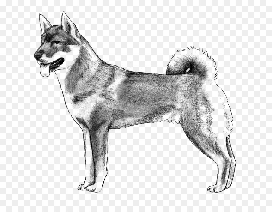 Saarloos giống chó giư trừu chó Đông Siberia Nước Siberia Tây Nước Canada Chó Eskimo - những người khác