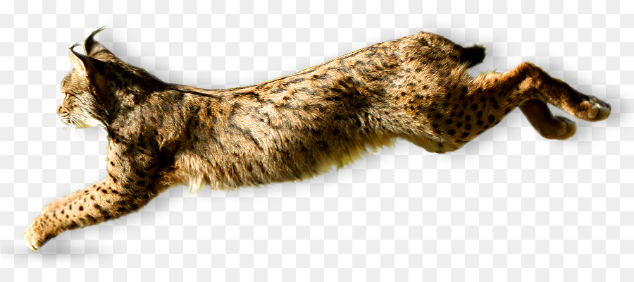 Schnurrhaare Wildcat iberische Luchs iberischen Halbinsel - Katze