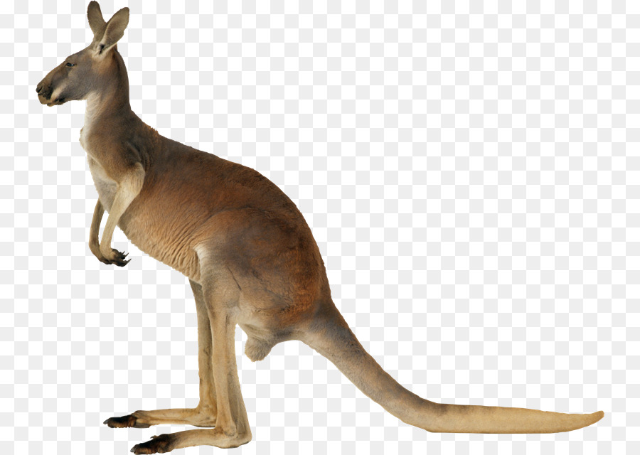 Känguru, Koala Clip-art - Känguru